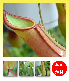 台灣蝕-翼狀豬籠草-N. alata_預覽.jpg 台灣蝕-翼狀豬籠草-N. alata_預覽.jpg