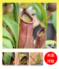 台灣蝕-考克豬籠草-N. x 'Coccinea'_預覽.jpg 台灣蝕-考克豬籠草-N. x 'Coccinea'_預覽.jpg