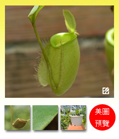 台灣蝕-綠蘋果豬籠草-N. ampullaria_預覽.jpg 台灣蝕-綠蘋果豬籠草-N. ampullaria_預覽.jpg