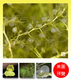 台灣蝕-黃花貍藻-Utricularia aurea_預覽.jpg