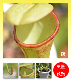 台灣蝕-風鈴葫蘆豬籠草-N. campanulata x ventricosa_預覽.jpg 台灣蝕-風鈴葫蘆豬籠草-N. campanulata x ventricosa_預覽.jpg