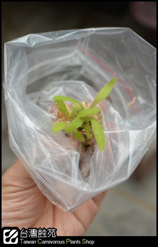 台灣蝕-毛氈苔處理流程-2.jpg 台灣蝕-毛氈苔處理流程-2.jpg