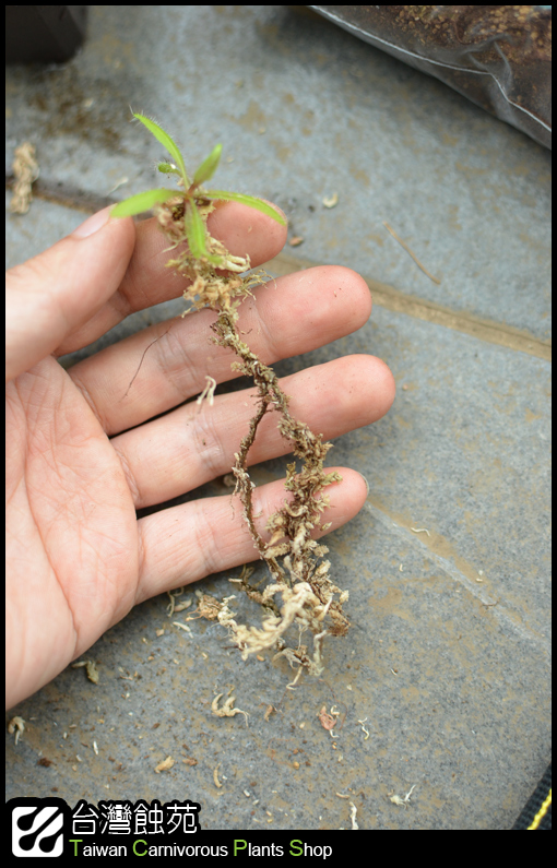 台灣蝕-毛氈苔處理流程-3.jpg 台灣蝕-毛氈苔處理流程-3.jpg
