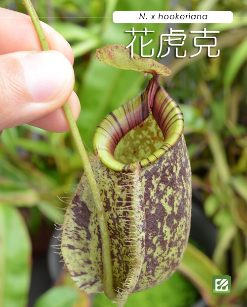 豬 花虎克豬籠草 N X Hookeriana 台灣蝕苑taiwan C P S 線上食蟲植物專賣店 食蟲 Tw 痞客邦