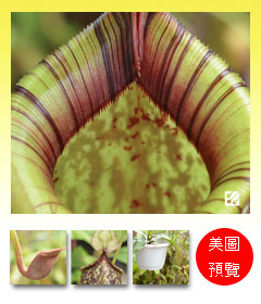 台灣蝕-花虎克豬籠草-N. x hookeriana_預覽.jpg 台灣蝕-花虎克豬籠草-N. x hookeriana_預覽.jpg