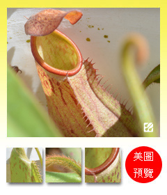 台灣蝕-白環豬籠草-N. albomarginata_預覽.jpg 台灣蝕-白環豬籠草-N. albomarginata_預覽.jpg