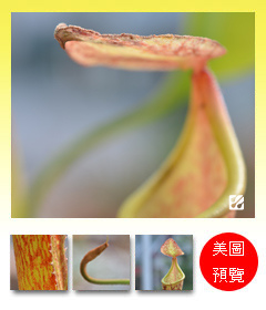 台灣蝕-大豬籠草-N. maxima_預覽.jpg 台灣蝕-大豬籠草-N. maxima_預覽.jpg