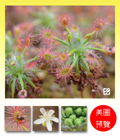 台灣蝕-迪翠帕毛氈苔苞-預覽圖.jpg 台灣蝕-迪翠帕毛氈苔苞-預覽圖.jpg