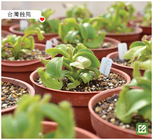 關於台灣蝕-從小苗開始的栽培過程.jpg 關於台灣蝕-從小苗開始的栽培過程.jpg