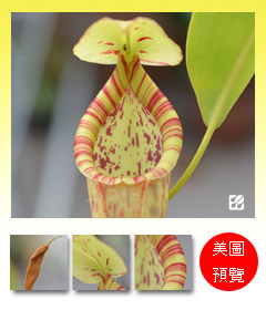 台灣蝕-香蕉豬籠草-N. spp. Banana_預覽.jpg