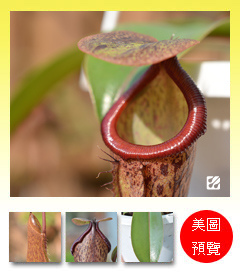 台灣蝕-大波斯豬籠草-N. maxima x boschiana_預覽.jpg 台灣蝕-大波斯豬籠草-N. maxima x boschiana_預覽.jpg