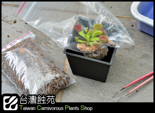 台灣蝕-捕蠅草處理流程-1.jpg 台灣蝕-捕蠅草處理流程-1.jpg