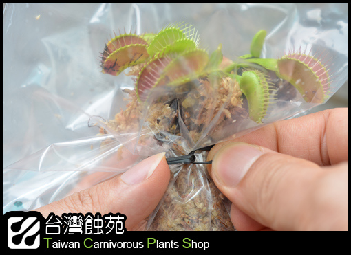 台灣蝕-捕蠅草處理流程-6.jpg 台灣蝕-捕蠅草處理流程-6.jpg