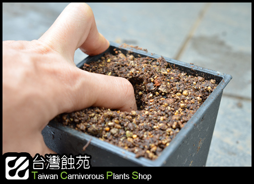 台灣蝕-捕蠅草處理流程-4.jpg 台灣蝕-捕蠅草處理流程-4.jpg