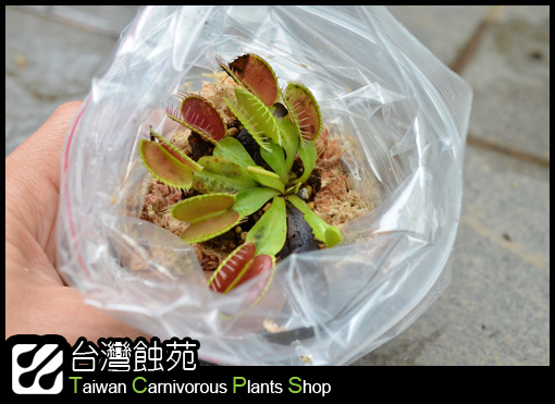 台灣蝕-捕蠅草處理流程-7.jpg 台灣蝕-捕蠅草處理流程-7.jpg