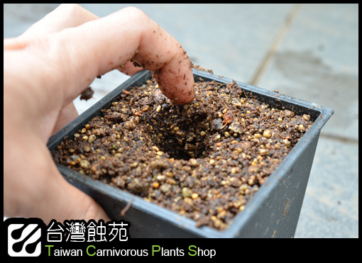 台灣蝕-捕蠅草處理流程-5.jpg 台灣蝕-捕蠅草處理流程-5.jpg