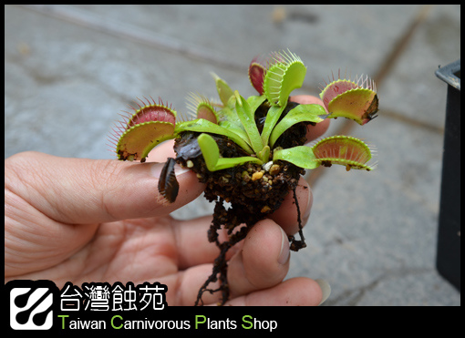 台灣蝕-捕蠅草處理流程-8.jpg 台灣蝕-捕蠅草處理流程-8.jpg