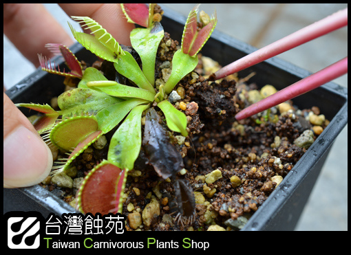 台灣蝕-捕蠅草處理流程-9.jpg 台灣蝕-捕蠅草處理流程-9.jpg