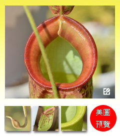 台灣蝕-古晉豬籠草-N. x 'kuchingensis'_預覽.jpg 台灣蝕-古晉豬籠草-N. x 'kuchingensis'_預覽.jpg