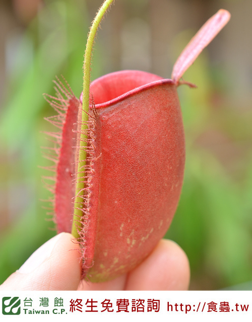 台灣蝕-紅蘋果豬籠草-N. ampullaria_04.jpg