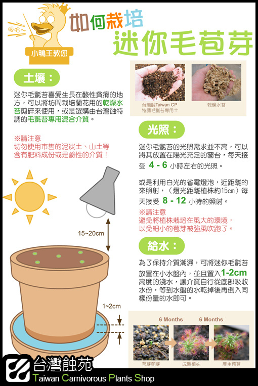 台灣蝕-迷你毛氈苔苞芽播種說明簡圖.jpg