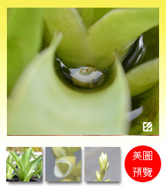 台灣蝕-食蟲鳳梨-Catopsis berteroniana_預覽.jpg 台灣蝕-食蟲鳳梨-Catopsis berteroniana_預覽.jpg