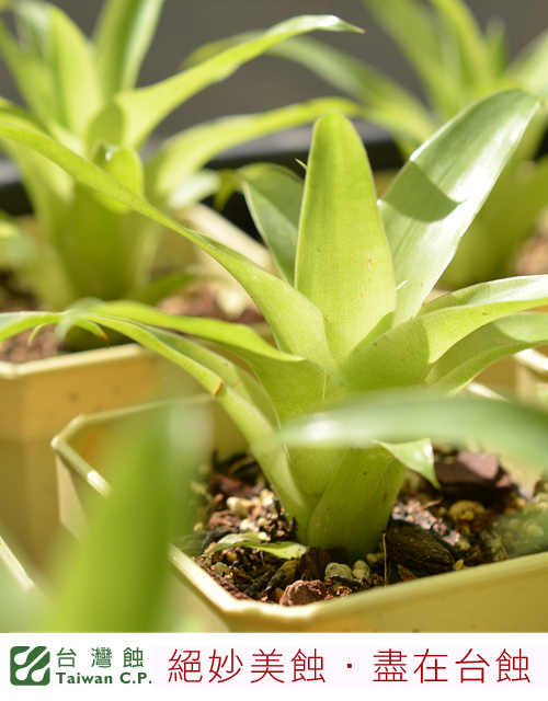 台灣蝕-食蟲鳳梨-Catopsis berteroniana_04.jpg