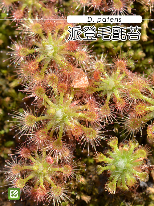 台灣蝕-派登迷你毛氈苔-D. patens-1.jpg