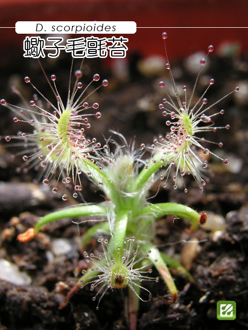 台灣蝕-蠍子毛氈苔-D.-scorpioides-1.jpg