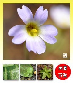 台灣蝕-櫻葉捕蟲堇-Pinguicula primuliflora_預覽.jpg