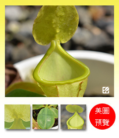 台灣蝕-風鈴陳氏豬籠草-N. campanulata x chaniana_預覽.jpg 台灣蝕-風鈴陳氏豬籠草-N. campanulata x chaniana_預覽.jpg