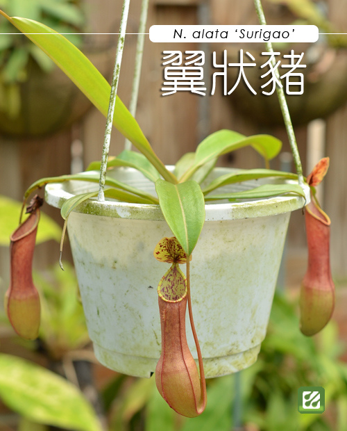 台灣蝕-翼狀紅豬籠草-N. alata 'Surigao'_01.jpg