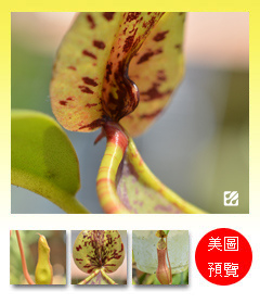 台灣蝕-翼狀紅豬籠草-N. alata 'Surigao'_預覽.jpg