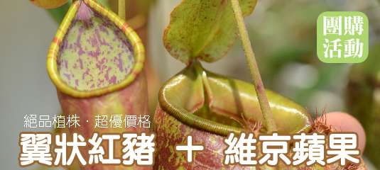 台蝕團購-翼狀紅豬+維京蘋果.jpg 台蝕團購-翼狀紅豬+維京蘋果.jpg