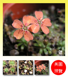 台灣蝕-美麗毛氈苔苞-預覽圖.jpg 台灣蝕-美麗毛氈苔苞-預覽圖.jpg