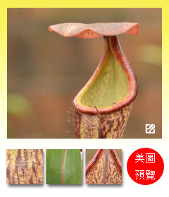 台灣蝕-波斯安娜豬籠草-N. boschiana_預覽.jpg 台灣蝕-波斯安娜豬籠草-N. boschiana_預覽.jpg
