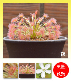 台灣蝕-大x迪毛氈苔-D.falconeri x dilatato-petiolaris_預覽