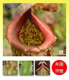 台灣蝕-辛布大豬籠草-N. sibuyanensis x maxima_預覽.jpg 台灣蝕-辛布大豬籠草-N. sibuyanensis x maxima_預覽.jpg