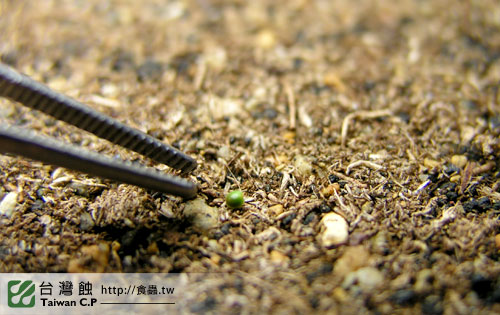 台灣蝕-迷你毛氈苔苞芽播種流程-5.jpg