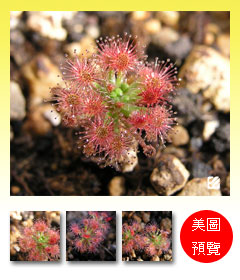 台灣蝕-蘿絲娜迷你毛氈苔-D.-paleacea-subsp.-roseana-預覽.jpg 台灣蝕-蘿絲娜迷你毛氈苔-D.-paleacea-subsp.-roseana-預覽.jpg