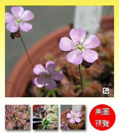 台灣蝕-歐x美毛氈苔-Drosera-occidentalis-x-pulchella-預覽.jpg