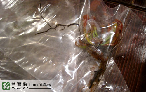 TCP1食蟲交流會-10-台灣蝕.jpg TCP1食蟲交流會-10-台灣蝕.jpg