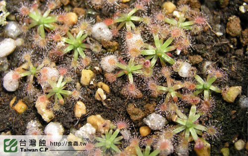 台灣蝕-迷你毛氈苔苞芽成長紀錄-4.jpg 台灣蝕-迷你毛氈苔苞芽成長紀錄-4.jpg