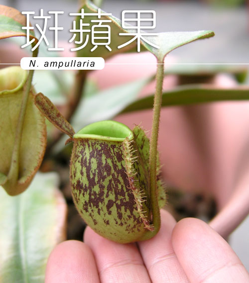台灣蝕-留言抽蘋果小豬-獎品.jpg 台灣蝕-留言抽蘋果小豬-獎品.jpg