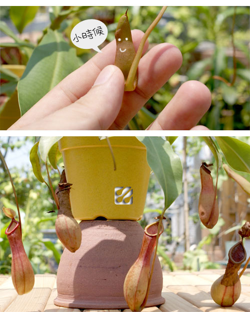 台灣蝕-綠色小寵物_02.jpg 台灣蝕-綠色小寵物_02.jpg