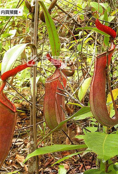 台灣蝕-食蟲書籍-Pitcher-Plants-of-Peninsular-Malaysia-內頁02.jpg