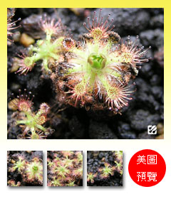 台灣蝕-派登迷你毛氈苔-D. patens-預覽.jpg 台灣蝕-派登迷你毛氈苔-D. patens-預覽.jpg