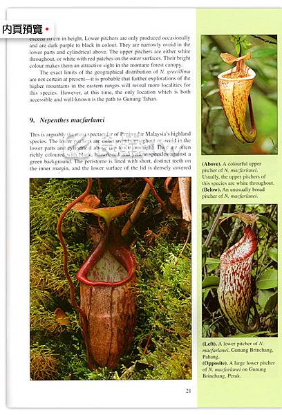 台灣蝕-食蟲書籍-Pitcher-Plants-of-Peninsular-Malaysia-內頁05.jpg