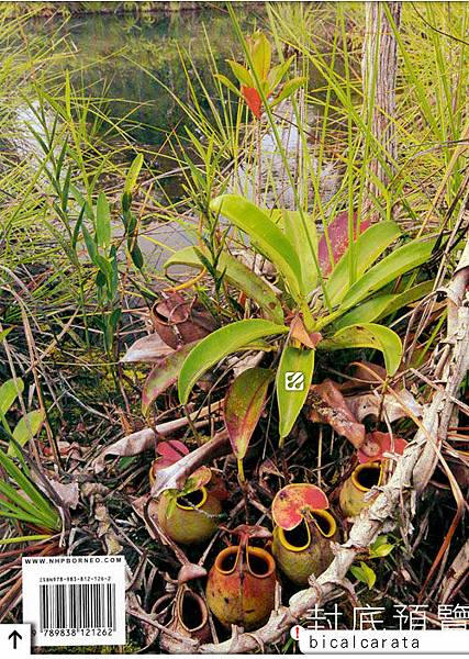 台灣蝕-食蟲書籍-Pitcher-Plants-of-Borneo-內頁預覽_06.jpg