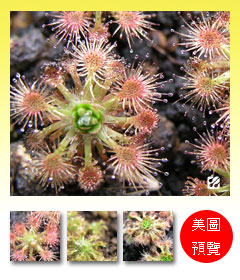 台灣蝕-閃亮迷你毛氈苔-D.-nitidula-預覽.jpg 台灣蝕-閃亮迷你毛氈苔-D.-nitidula-預覽.jpg